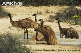 Illustration for article titled Flightless Friday - Dromaius novaehollandiae Edition